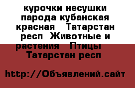 курочки несушки парода кубанская красная - Татарстан респ. Животные и растения » Птицы   . Татарстан респ.